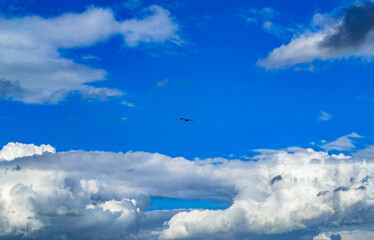 A seagull soars high in the sky backdrop of clouds