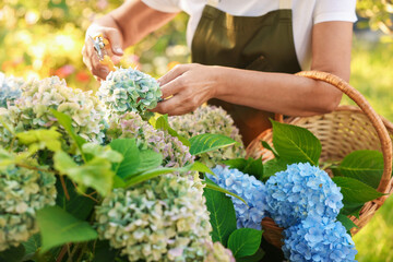 Senior woman pruning hydrangea flowers with secateurs in garden, closeup