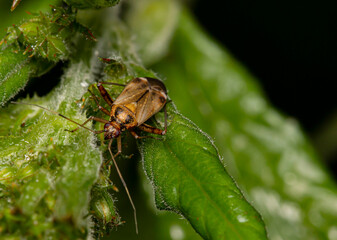 leaf-eating bug on a branch on a black background. isolated. colorful macro photo of an insect. close-up. natural lighting. empty