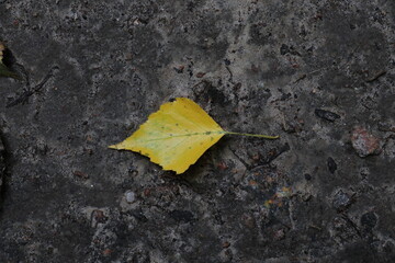 End of September. Deep yellow autumn leaf