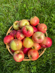 Basket of Fresh Red Apples on Grass