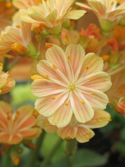 Zbliżenie na kwiaty sukulenta z gatunku lewizja © Kumulugma