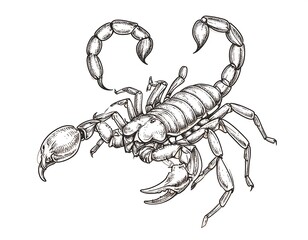 Detailed sketch of a scorpion