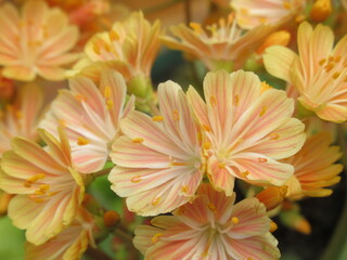 Zbliżenie na kwiaty sukulenta z gatunku lewizja © Kumulugma