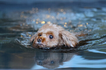 キラキラ光った水の中を泳いでいるトイプードル © ぬいぐるみ王国