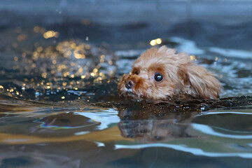 キラキラとした水の中を泳いでいる犬 © ぬいぐるみ王国