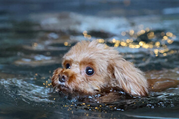 キラキラとした水の中を泳いでいる犬 © ぬいぐるみ王国