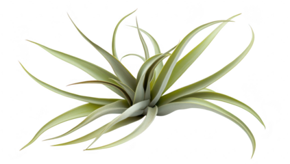 A and lush green plant with long. arching leaves. its unique structure against a clean white background. ideal for nature-themed designs or decor