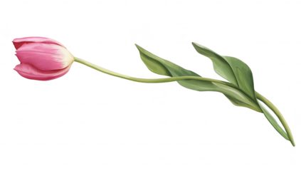 A delicate pink tulip gracefully extends its stem. green leaves. set against a clean white background. perfect for floral-themed designs or nature-inspired projects