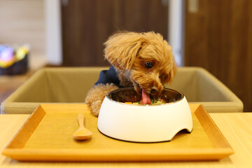 美味しそうにご飯を食べているトイ・プードル