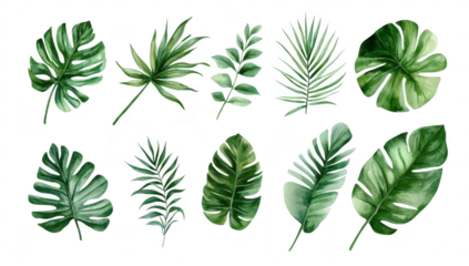 A collection of various tropical leaves. different shapes and shades of green. arranged artistically against a white background. perfect for nature-themed designs and illustrations