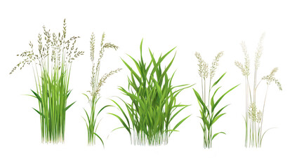 A collection of various types of grass their unique structures and textures. arranged in a row against a clean white background. ideal for nature-themed design projects