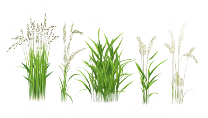 A collection of various types of grass their unique structures and textures. arranged in a row against a clean white background. ideal for nature-themed design projects