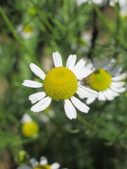 Zbliżenie na kwiaty rumianku © Kumulugma