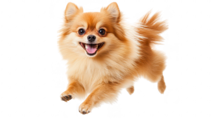A cheerful Pomeranian dog joyfully leaps through the air against a clean white background. capturing the essence of playfulness and vitality. ideal for pet-related content