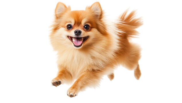A cheerful Pomeranian dog joyfully leaps through the air against a clean white background. capturing the essence of playfulness and vitality. ideal for pet-related content