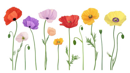 Obraz premium A arrangement of various poppy flowers in different colors and sizes. their delicate petals and slender stems. set against a clean white background. ideal for nature-themed projects