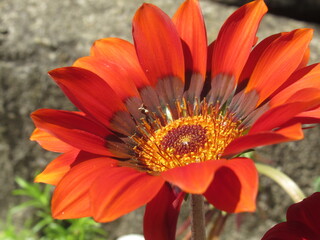 Zbliżenie na kwiat gazani