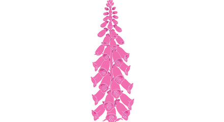 Isolated tall stalk of pink bell-shaped foxglove flowers © gudangPIXEL
