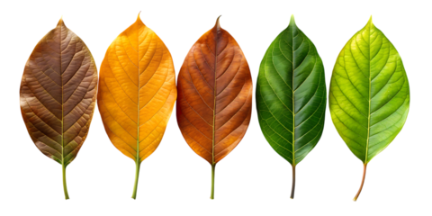 Progression of Leaf Color Change from Brown to Green Representing Seasons on transparent background leaf color change brown green representing