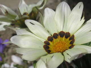 Zbliżenie na kwiat gazani © Kumulugma