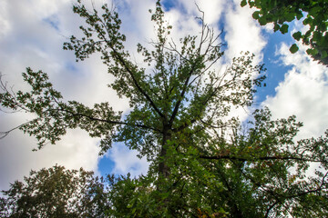 tree crown against a blue sky. wide viewing angle. macro landscape. free space. space for text. early autumn landscape.
