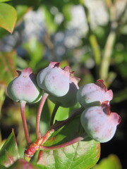 Zbliżenie na młode owoce bor&oacute;wki
