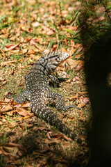 lizard in the forest