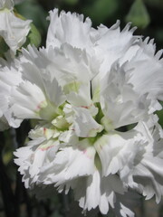 Zbliżenie na kwiat białego goździka © Kumulugma