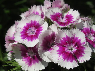 Zbliżenie na kwiat goździka brodatego © Kumulugma