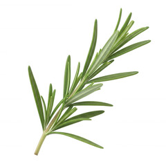 Obraz premium Green rosemary sprig with delicate leaves isolated on a transparent background herb