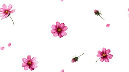 Floral Pattern with Pink Cosmos Flowers on White Background for Textile Design