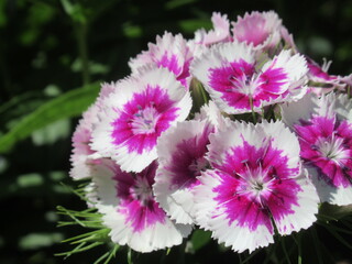 Zbliżenie na kwiat goździka brodatego © Kumulugma