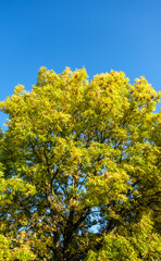 Sturdy Graceful Deciduous Trees With Leaves Turning Golden In Autumn