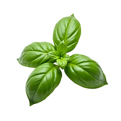 Fototapeta premium Fresh Basil Leave isolated on transparent background