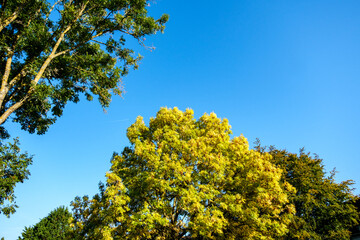 Sturdy Graceful Deciduous Trees With Leaves Turning Golden In Autumn
