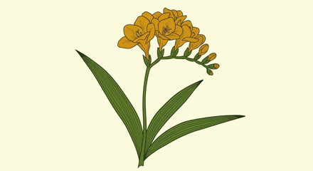 Obraz premium Freesia flower illustration