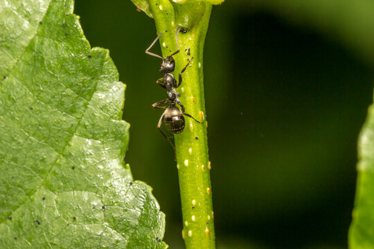 black forest ant on a green stem. wildlife. colorful detailed macro photo of an insect. close-up. space for text. screensaver. bokeh