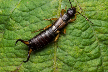 earwig beetle. colorful detailed macro photo of an insect. screensaver. wildlife. close-up. text space.