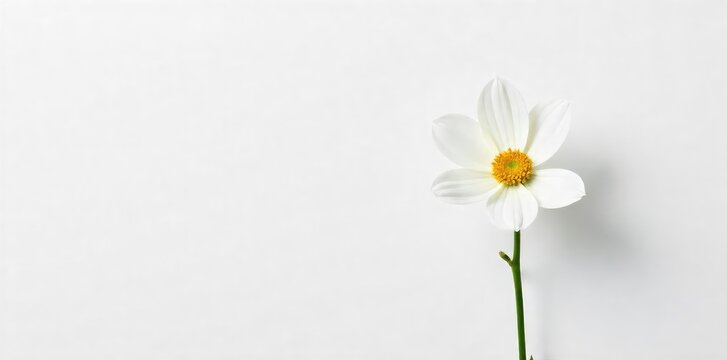 A single, perfect white flower against a stark white background, symbolizing pure appreciation and isolated beauty The minimalist composition emphasizes serenity and contemplation , white, beauty