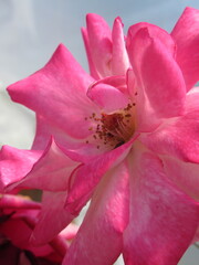 Zbliżenie na kwiaty róży