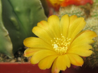 Zbliżenie na kwiat kaktusa  © Kumulugma