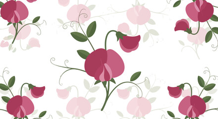 Floral design with pink sweet peas on a white background