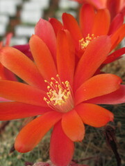 Zbliżenie na kwiat kaktusa  © Kumulugma