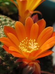 Zbliżenie na kwiat kaktusa  © Kumulugma