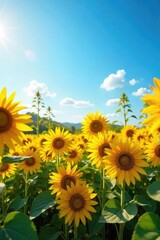 A vibrant field of sunflowers basking in golden sunlight, tall stalks reaching towards a clear blue sky Perfect for summer, nature, and agriculture themes , flower, sky