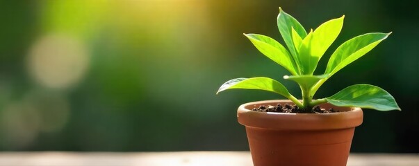 A vibrant green plant thrives in a rustic terracotta flowerpot, its leaves reaching towards the sunlight  Perfect for spring, summer, home decor, and gardening themes ,  lush,  pot,  botany