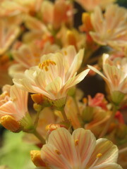 Zbliżenie na herbaciane kwiaty rośliny z gatunku lewisia © Kumulugma