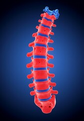 "Cervical Spine Anatomy: Detailed 3D Illustration of Neck Vertebrae"
