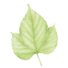 Fototapeta premium Watercolor illustration of a single pale green leaf with detailed veins isolated on white background
